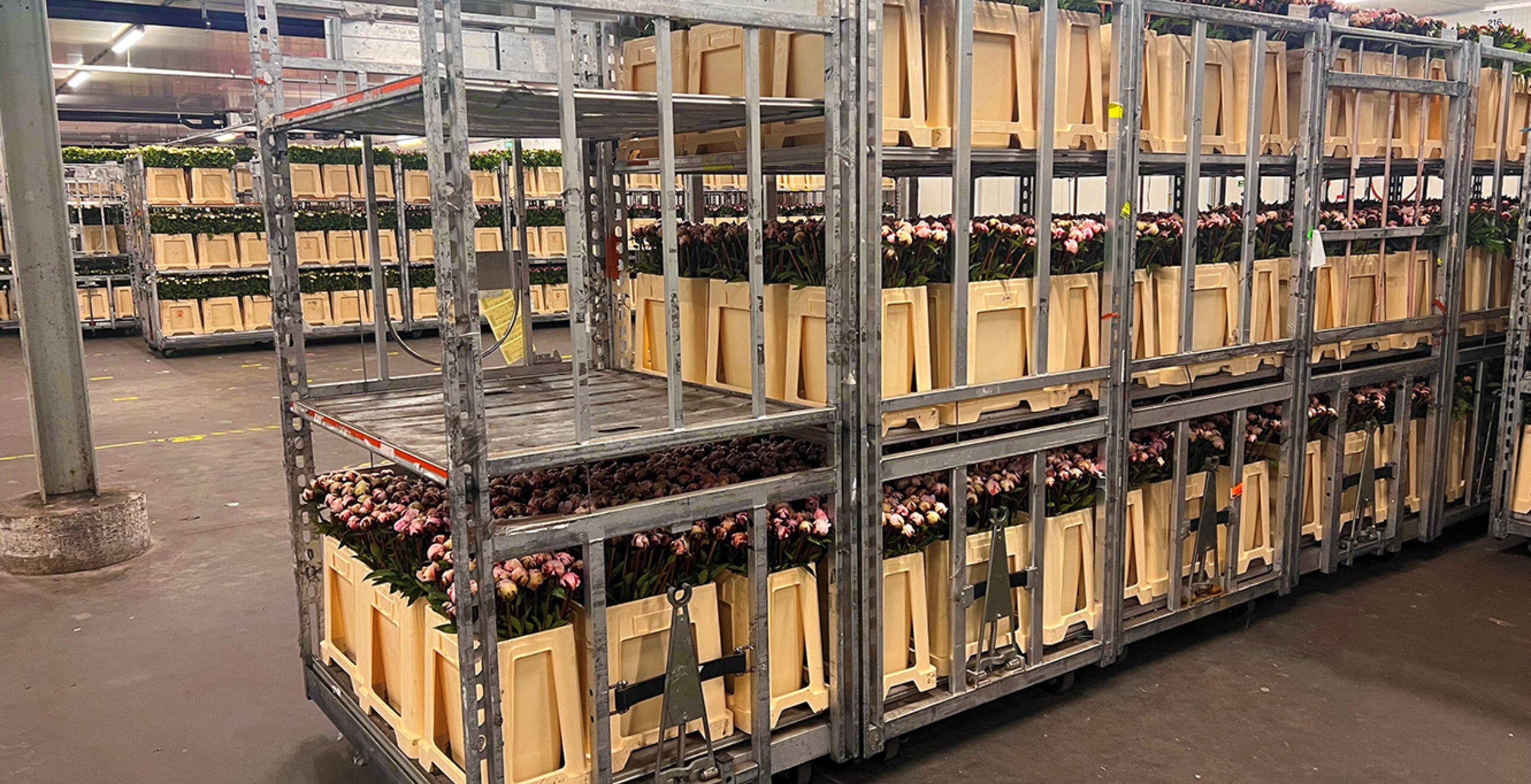 Bloemenimporteur Coloríginz vertrouwt op huurkoeling voor een soepel logistiek proces — projectafbeelding 5