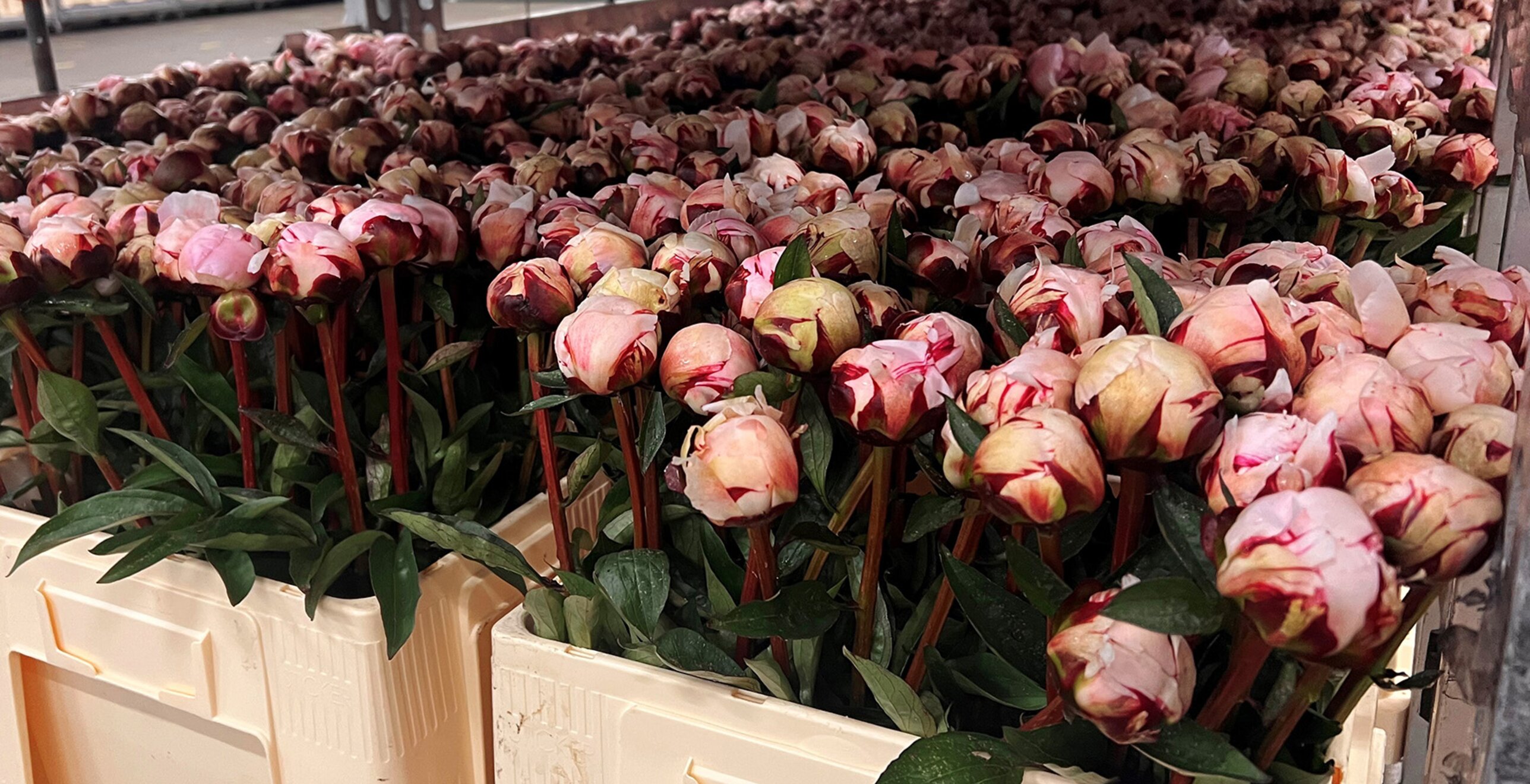 Bloemenimporteur Coloríginz vertrouwt op huurkoeling voor een soepel logistiek proces — projectafbeelding 4