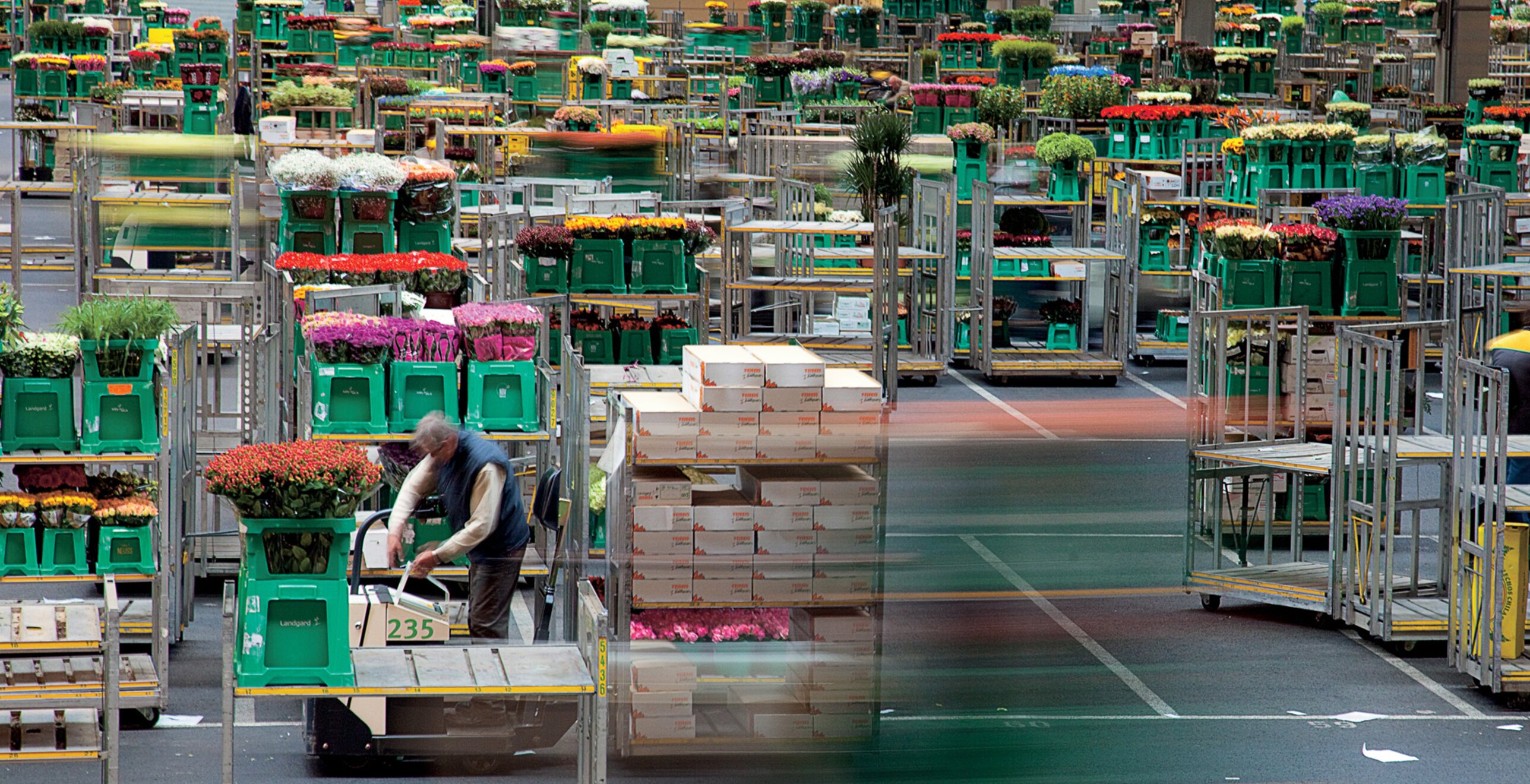 Processus logistique dynamique à température constante dans une vente aux enchères de fleurs — image du projet 5