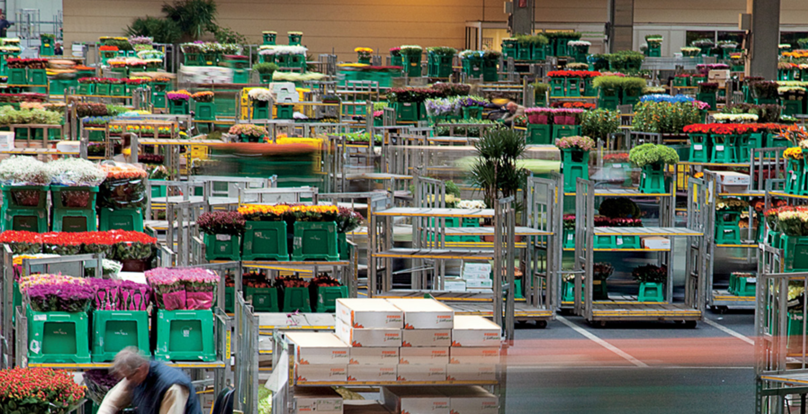 Processus logistique dynamique à température constante dans une vente aux enchères de fleurs — image du projet 1