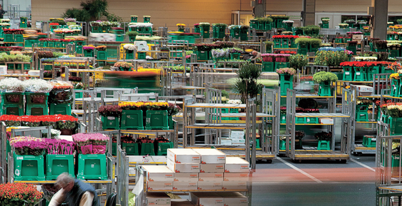 Processus logistique dynamique à température constante dans une vente aux enchères de fleurs — image du projet 1