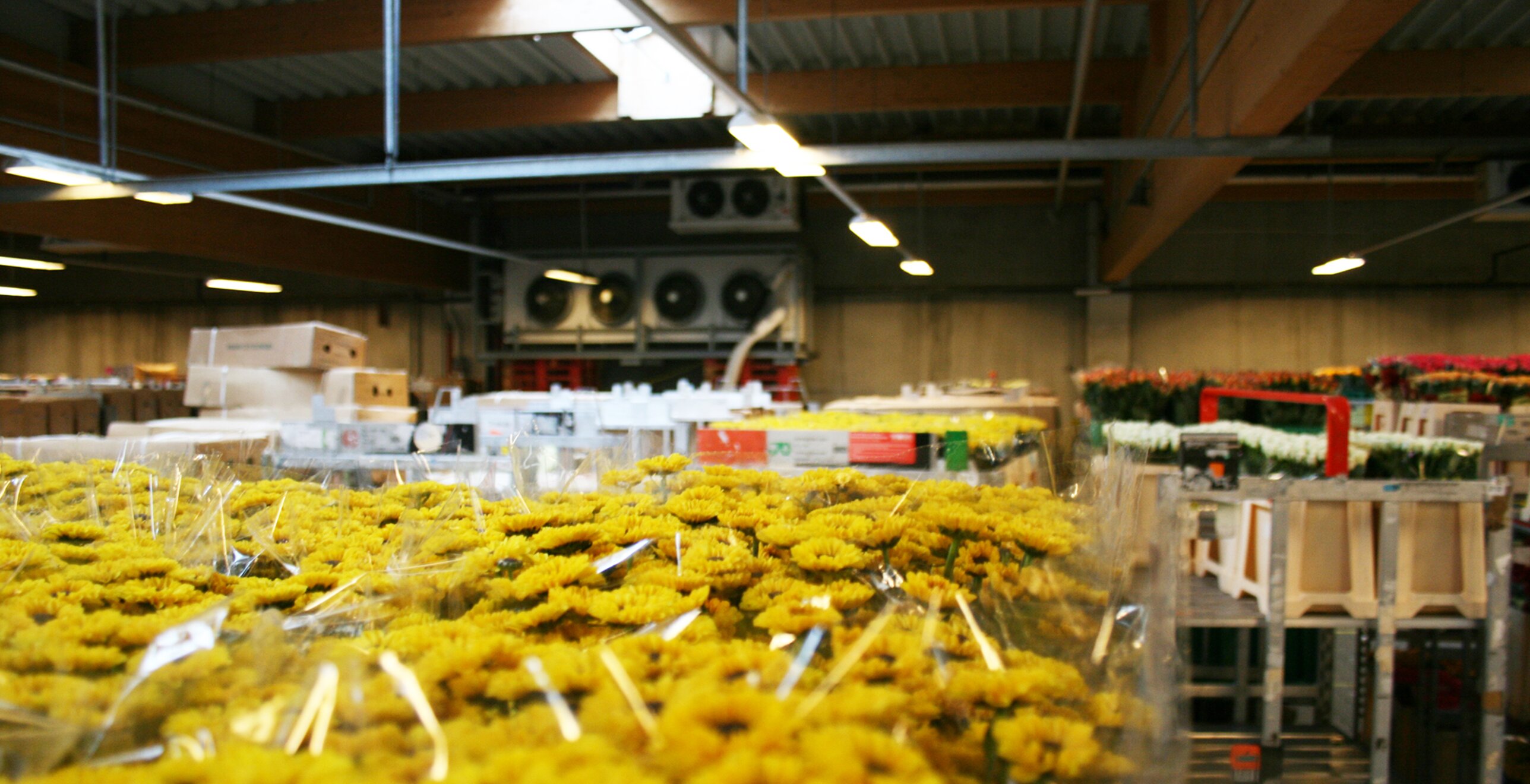 Processus logistique dynamique à température constante dans une vente aux enchères de fleurs — image du projet 4