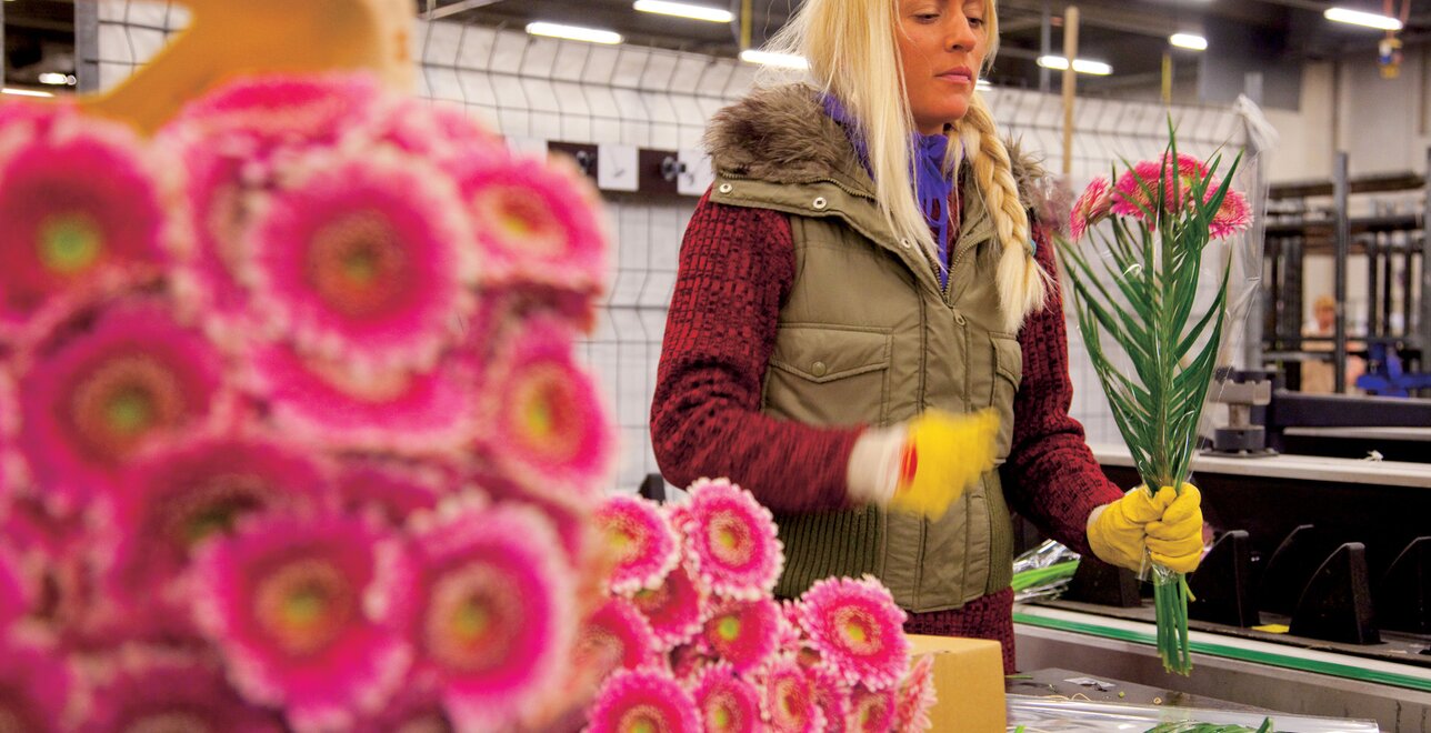 Kwaliteitsbloemen vragen om stabiele ruimte temperaturen, met huurkoeling gegarandeerd.