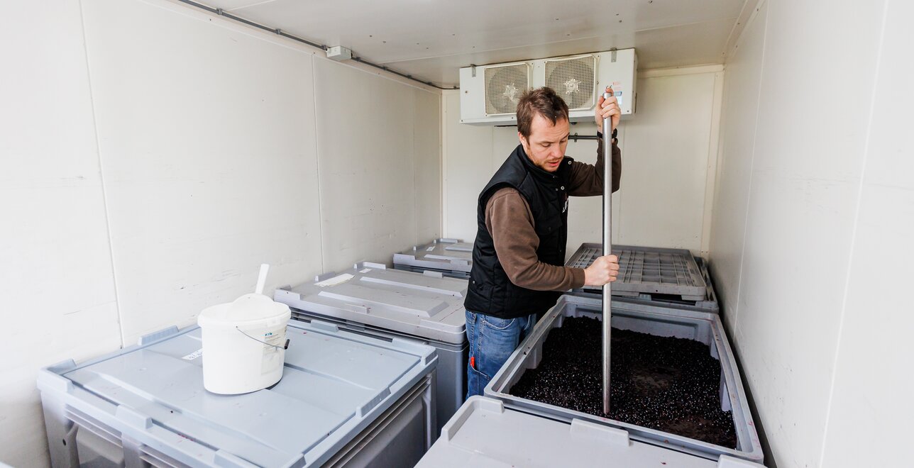 Koude maceratie in de huurkoelcel met additioneel gebruik van droogijs.